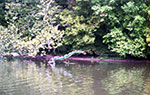 2002 White River near bend serpent stick